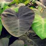 Taro: plantar, cultivar y mantener