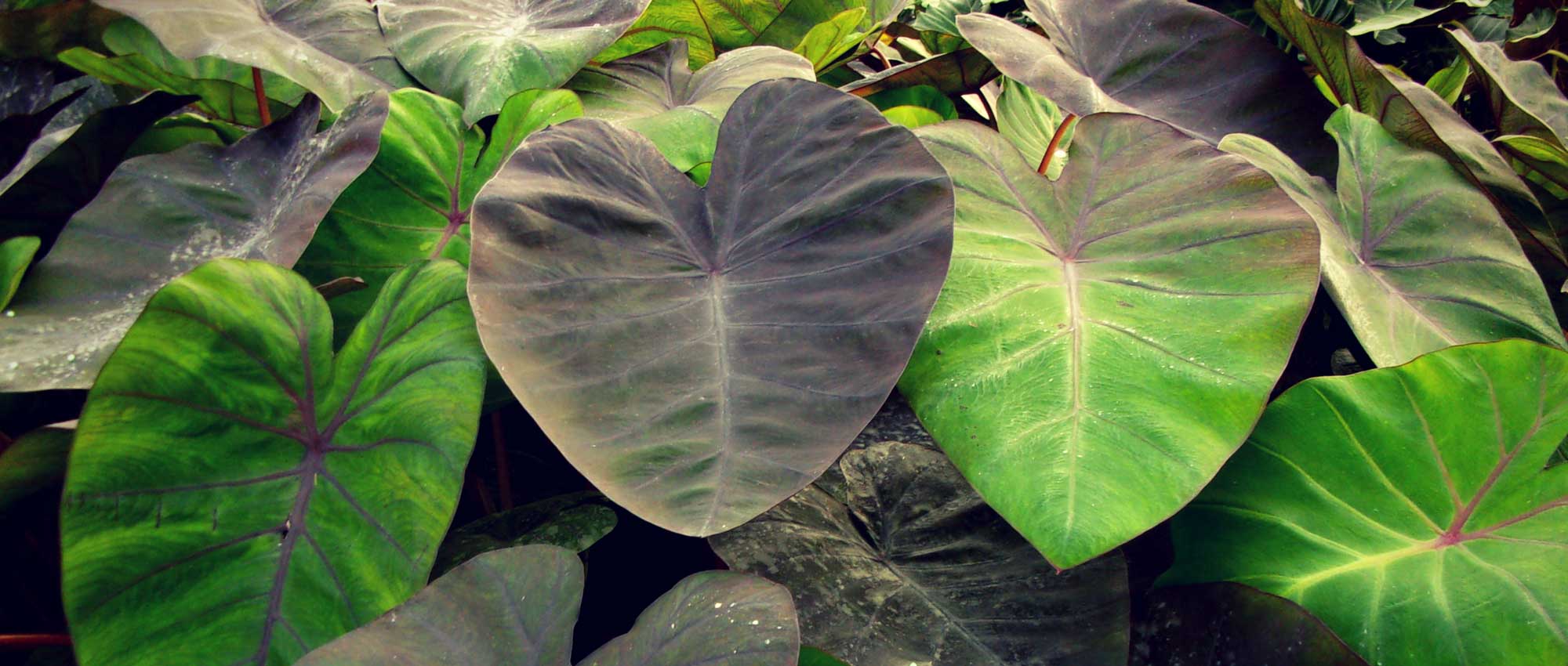 Taro: plantar, cultivar y mantener