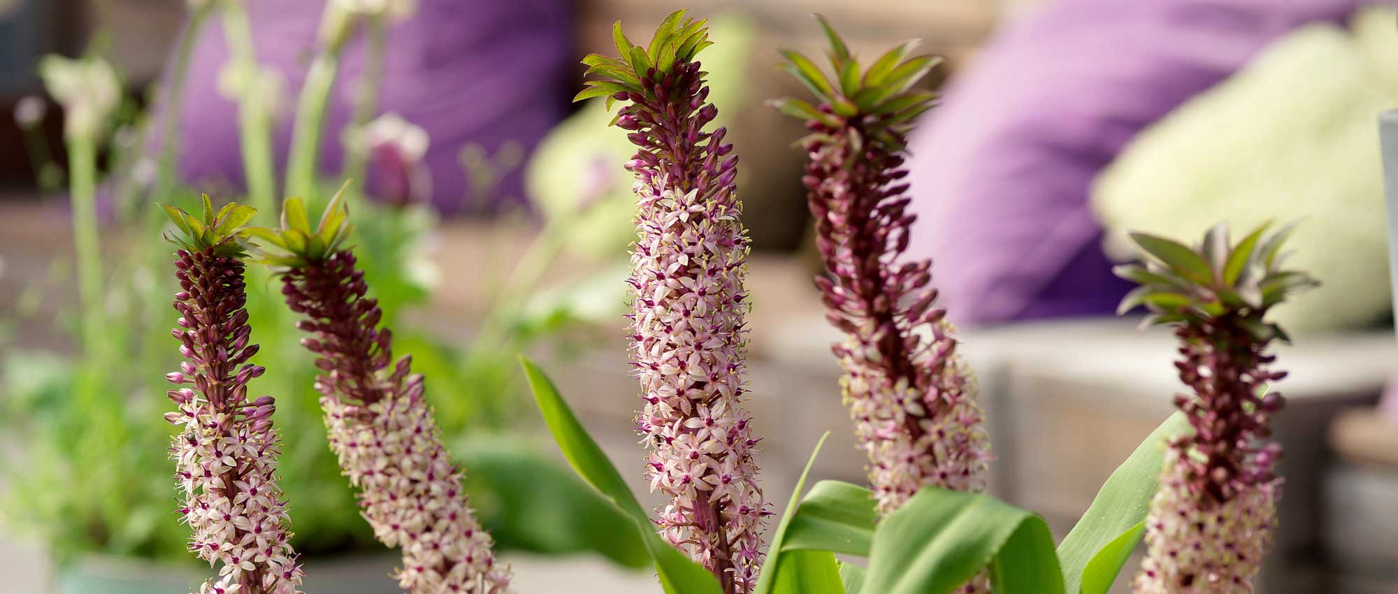 Eucomis, o flor de la piña: plantar, cultivar y cuidar
