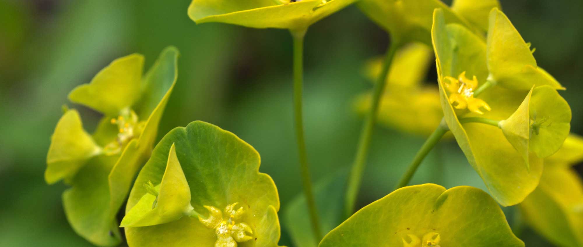 Euforbias: plantar, cultivar y cuidar