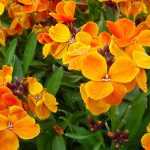 Girofléas: sembrar, plantar, cultivar y mantener