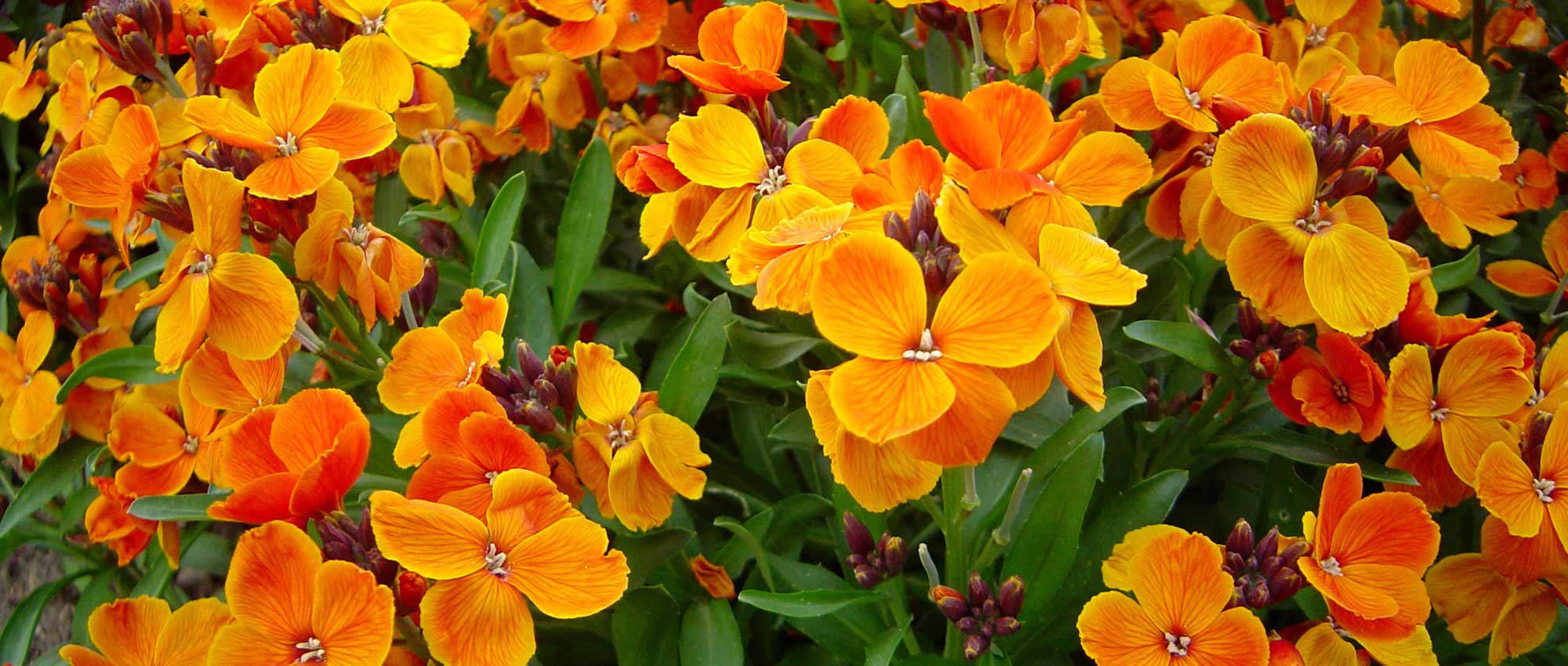 Girofléas: sembrar, plantar, cultivar y mantener