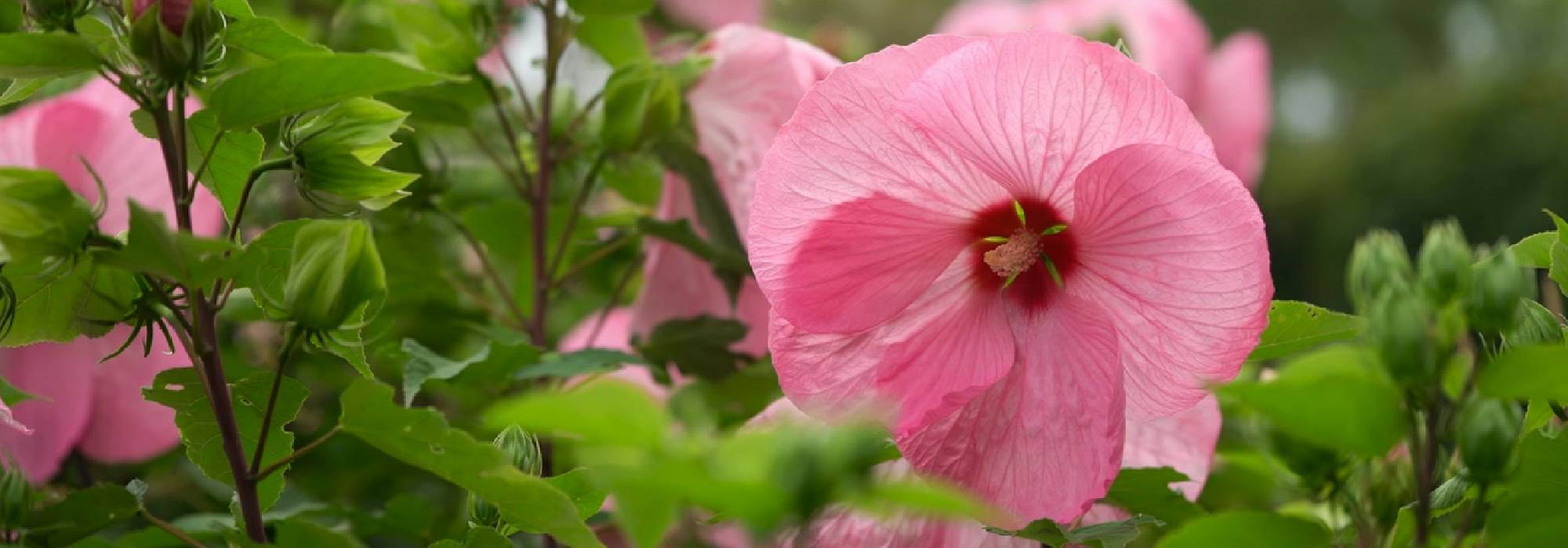 Hibiscus, Rosa de Siria: plantar, cultivar y cuidar