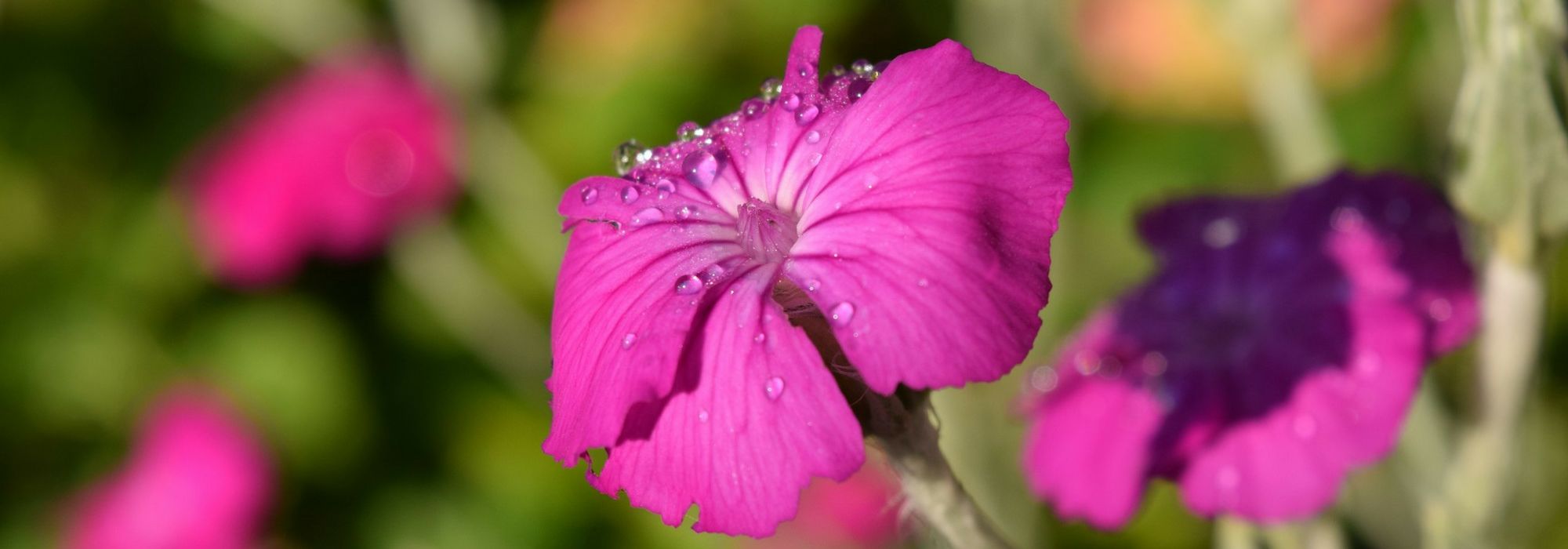 Lychnis, Coquelourde: plantar, cultivar y cuidar