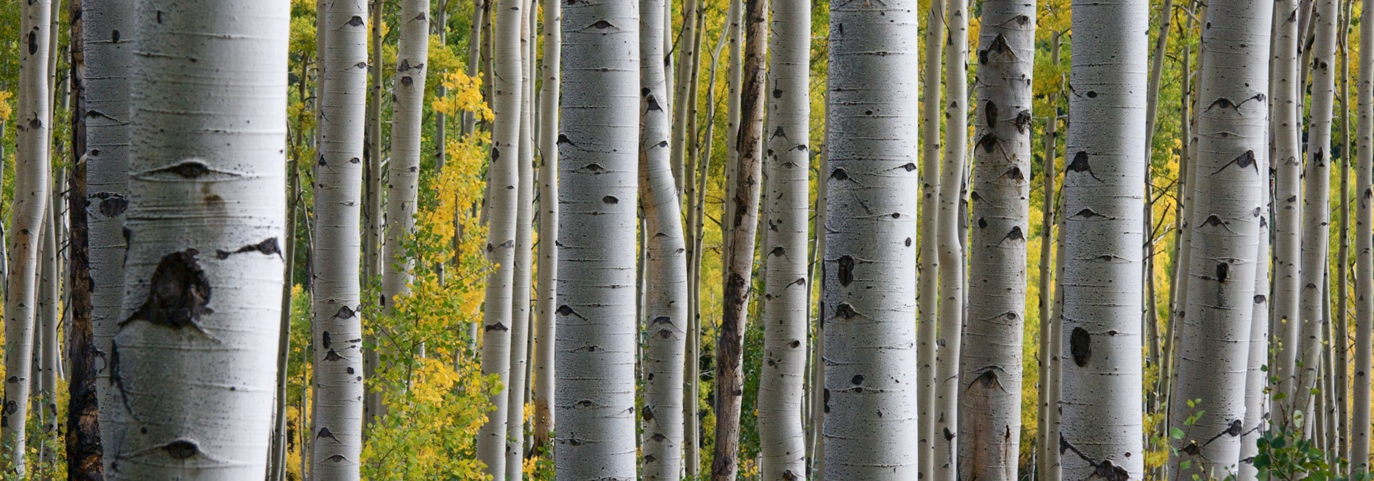 Abedules: plantación, poda y cuidado