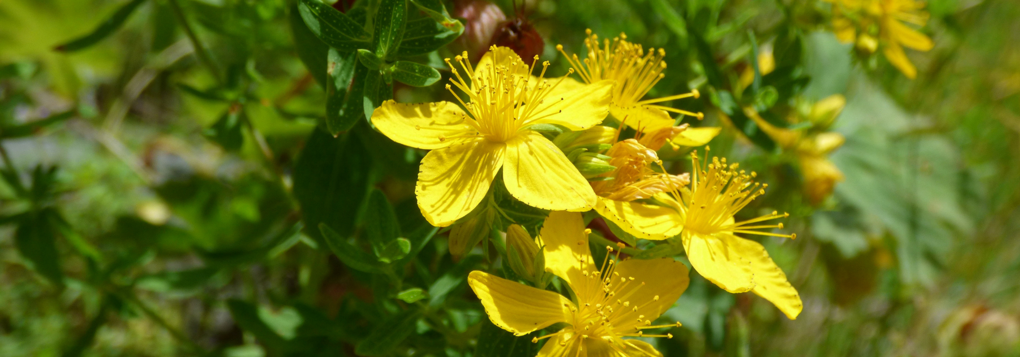 Hypericum, hipérico: plantación, poda, mantenimiento