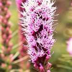 Densa estrella ardiente, liatris spicata: plantación y mantenimiento