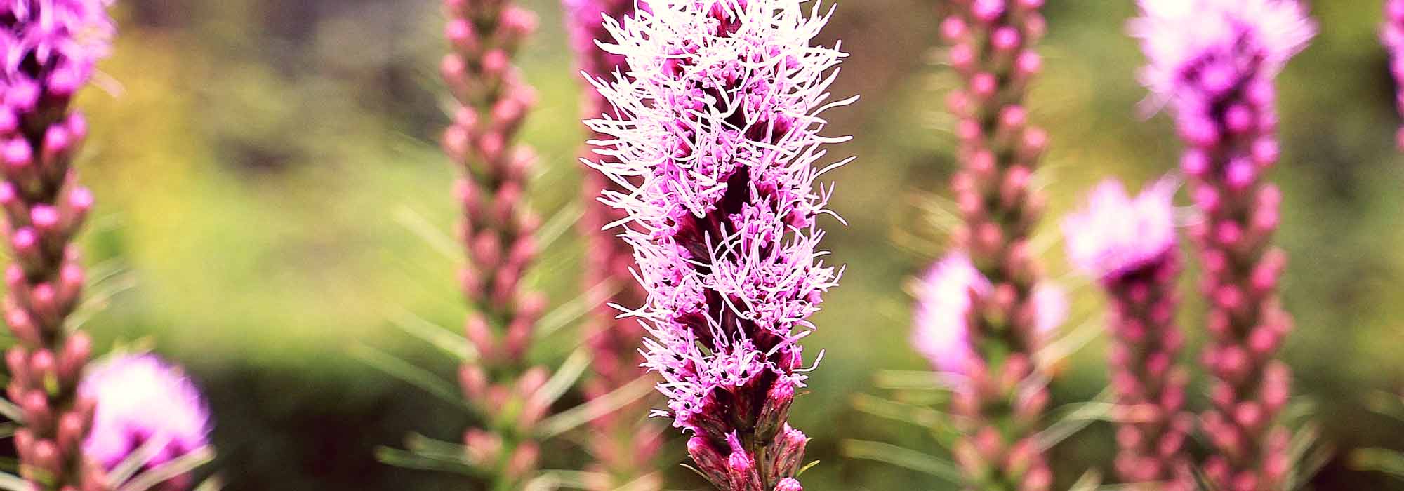 Densa estrella ardiente, liatris spicata: plantación y mantenimiento