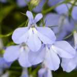 Lobelia, lobelia: siembra, plantación, cultivo, cuidado