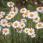 Margarita, Leucanthemum: plantar y cuidar