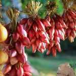 Cebolla: siembra, plantación, cultivo, cosecha