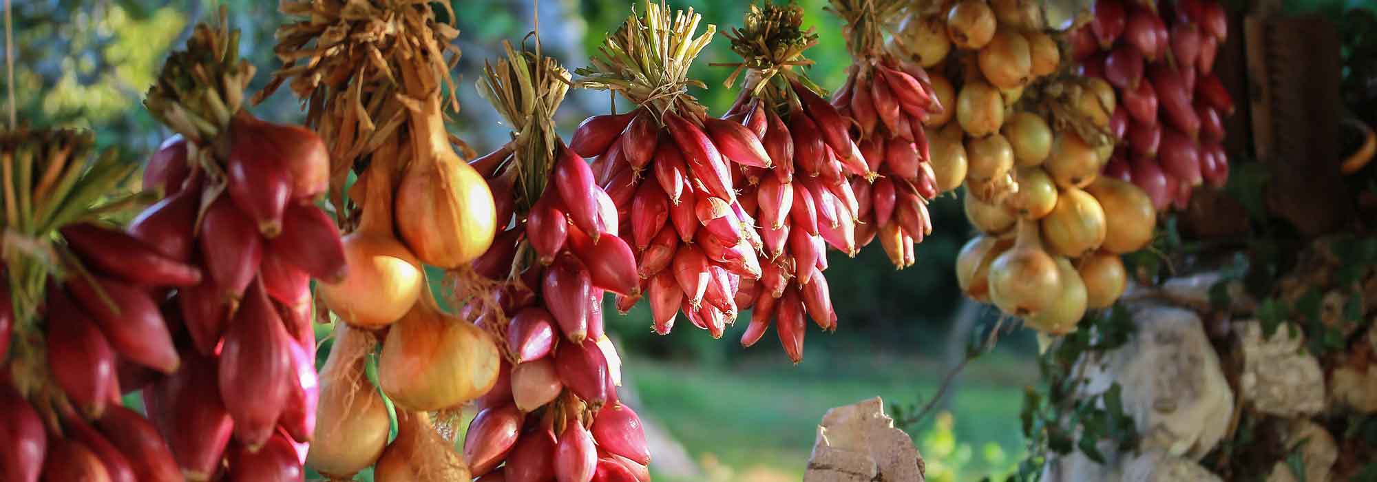 Cebolla: siembra, plantación, cultivo, cosecha