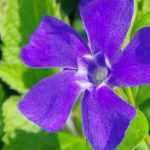Vinca: plantar, cultivar y cuidar