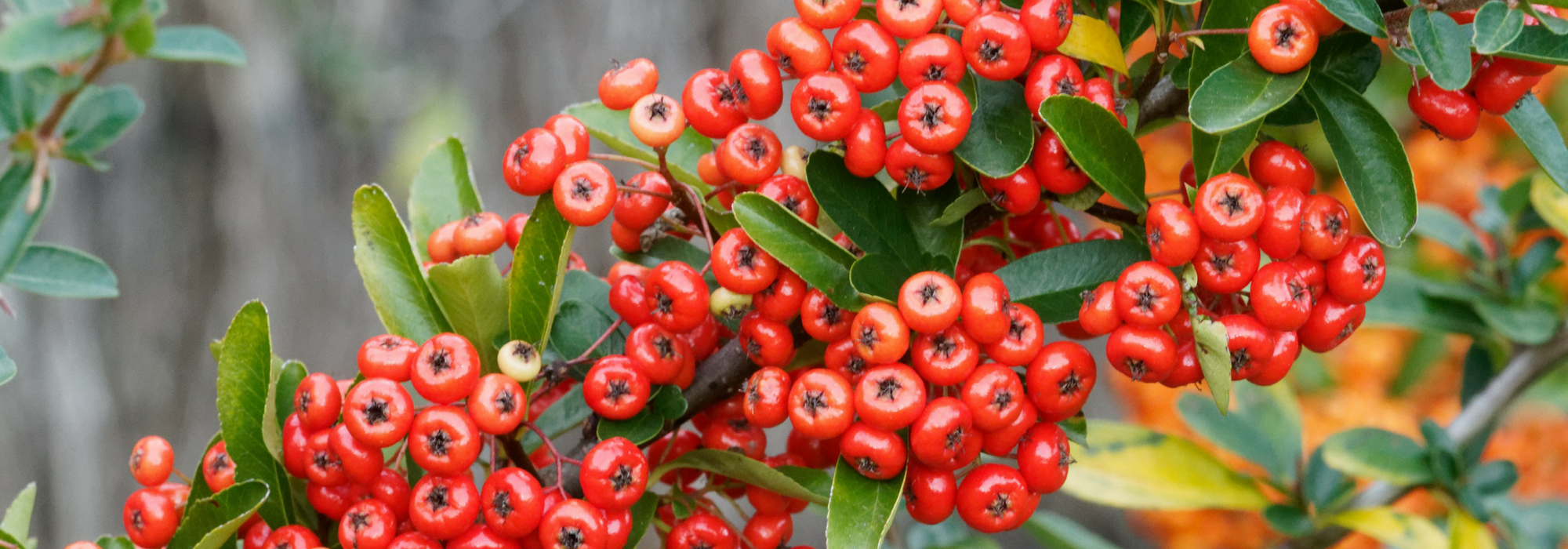 Pyracantha, Piracanta: plantar, podar y mantener
