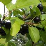 Rhamnus, Nerprun, Arraclán: plantar, podar y mantener