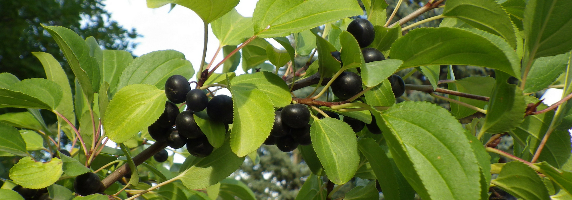 Rhamnus, Nerprun, Arraclán: plantar, podar y mantener