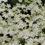 Saúco: plantar, cultivar, podar