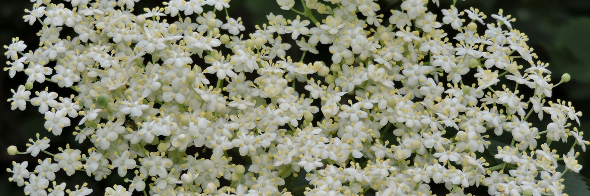 Saúco: plantar, cultivar, podar