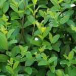 Lilo, ligustrum: plantar, podar y mantener