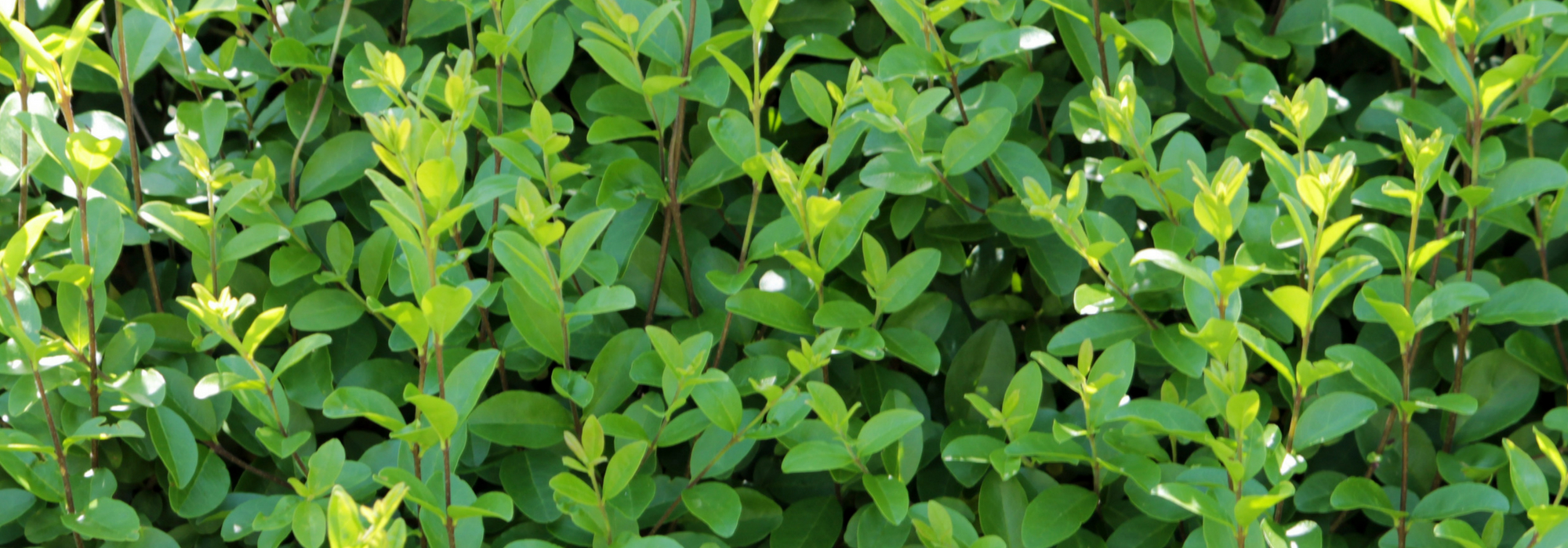 Lilo, ligustrum: plantar, podar y mantener