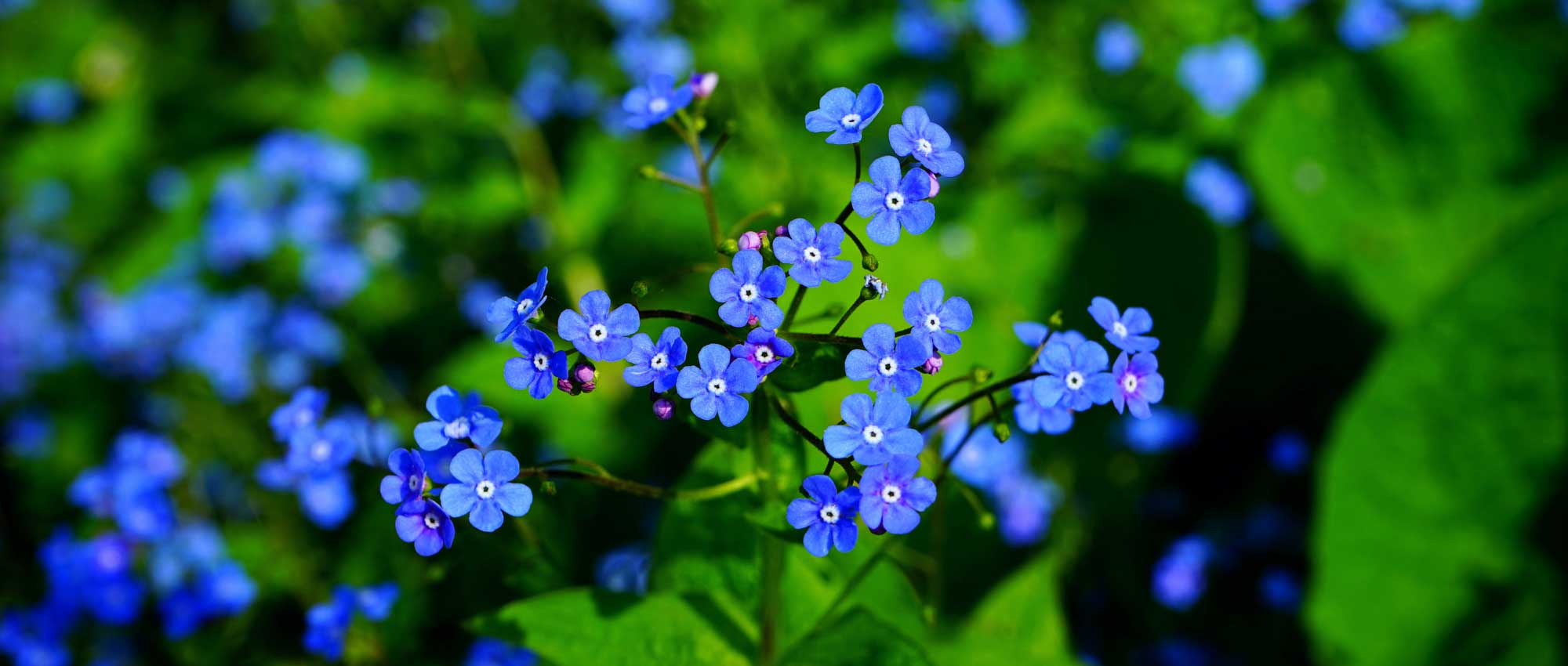 Brunnera, Nomeolvides siberiano: Plantación, cultivo y cuidado