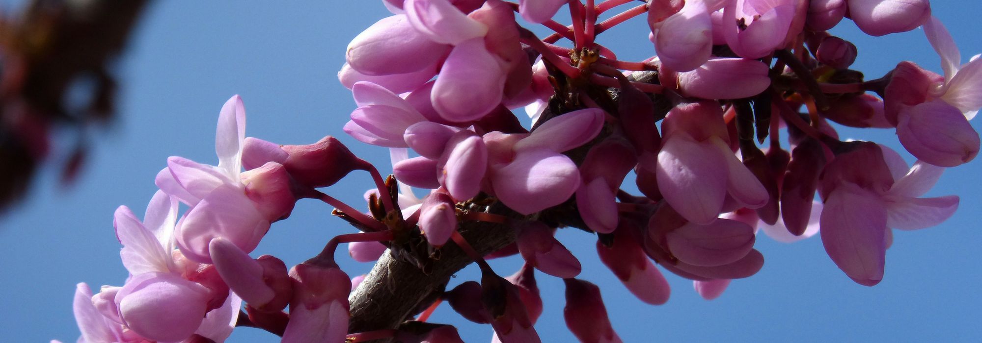 Árbol del amor, Cercis: plantar, podar y mantener
