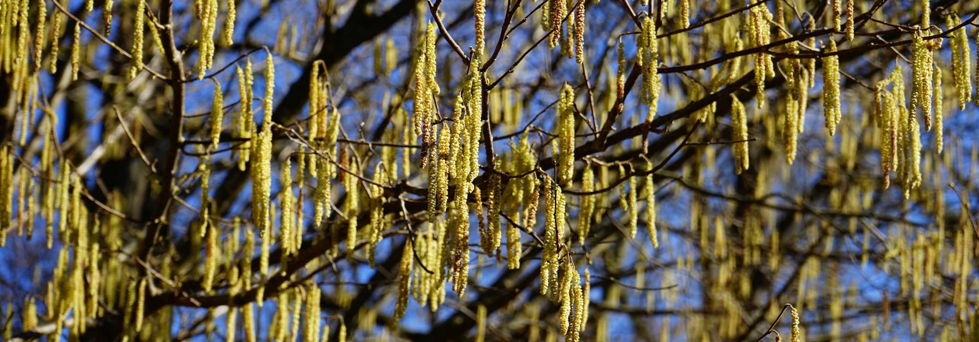 Avellano, Corylus: plantar, podar y mantener