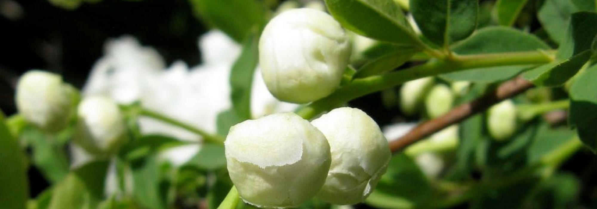 Exochorda, Baya de nieve: plantar, cultivar, podar