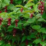 Leycesteria, árbol faisán: plantar, podar y mantener