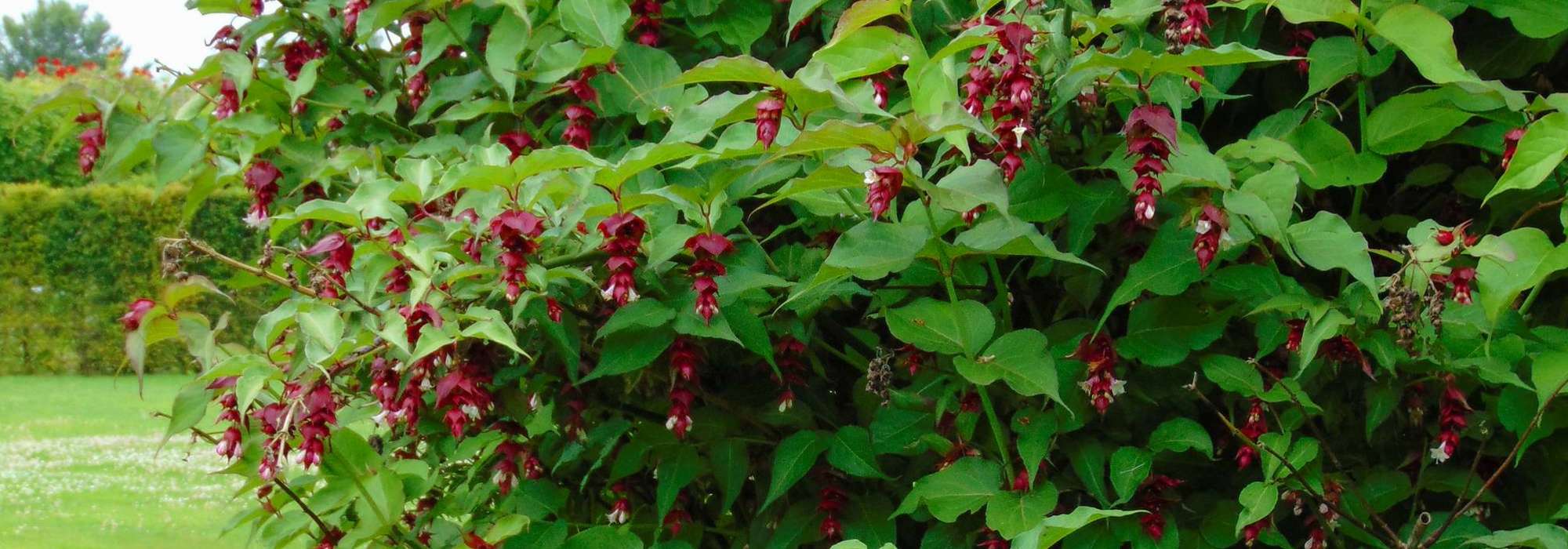 Leycesteria, árbol faisán: plantar, podar y mantener