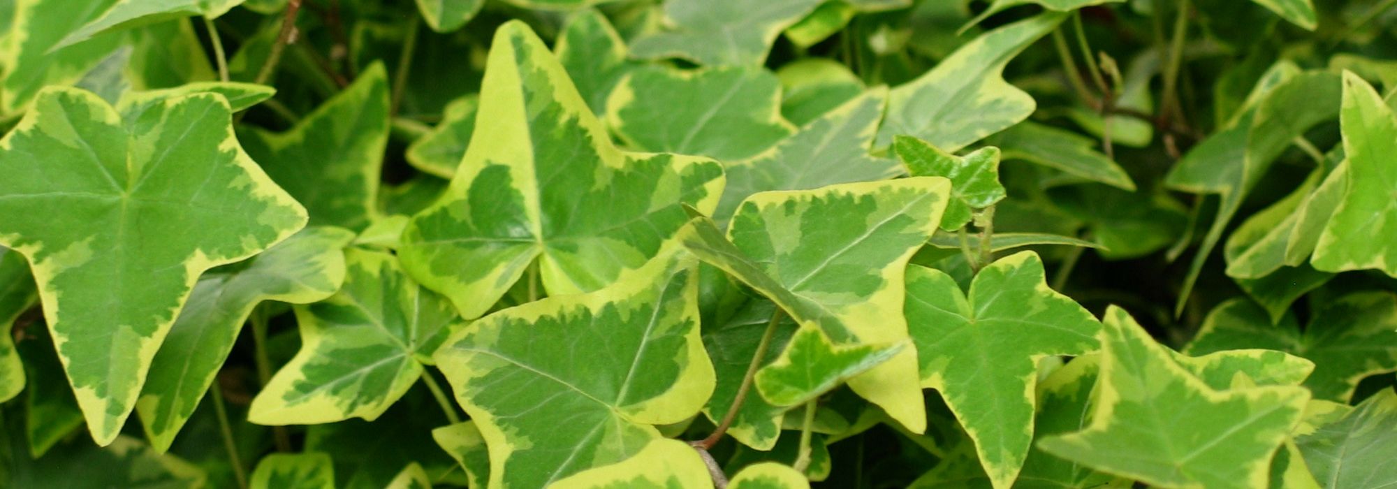 Hiedra común, Hedera helix: plantar, cultivar, podar
