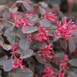 Loropetalum: plantar, podar y cuidar