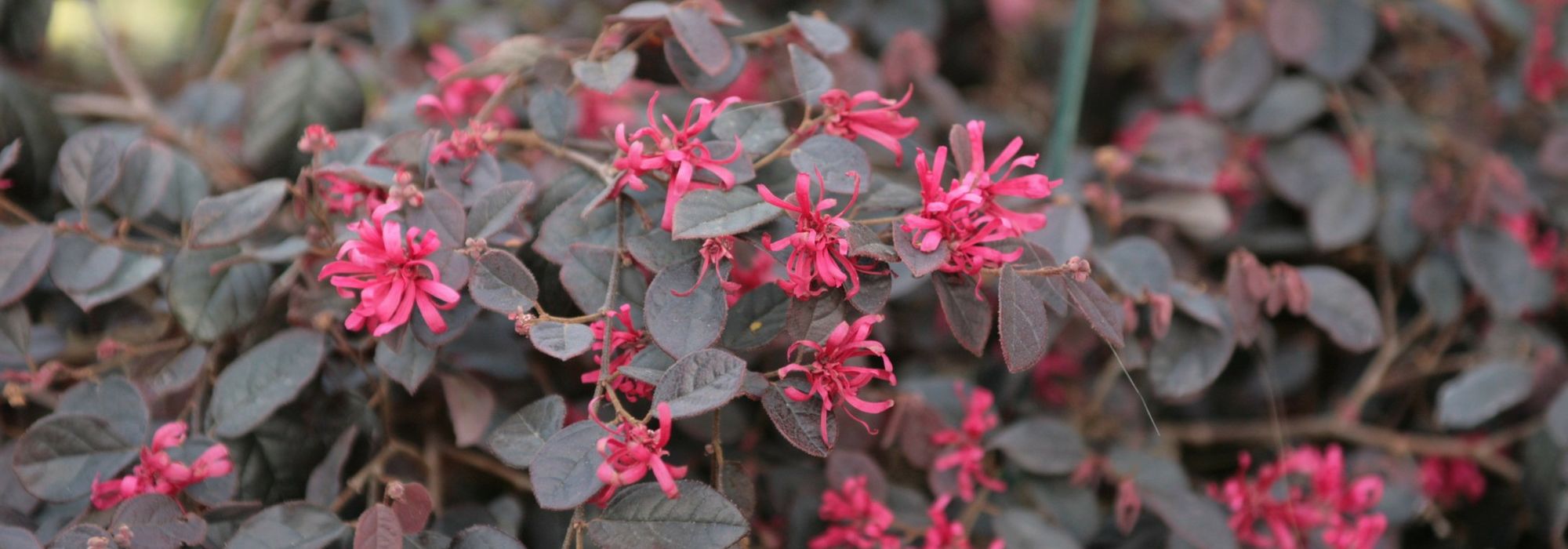 Loropetalum: plantar, podar y cuidar
