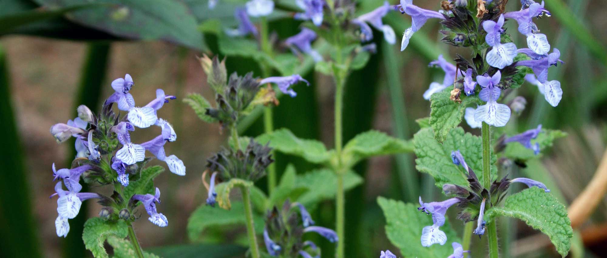 Menta de gato: plantación, cultivo, poda y mantenimiento