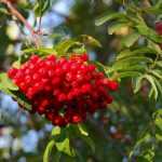 Serbales, Sorbus: plantar, podar y mantener
