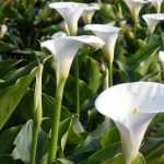 Arums: plantar, cultivar y cuidar