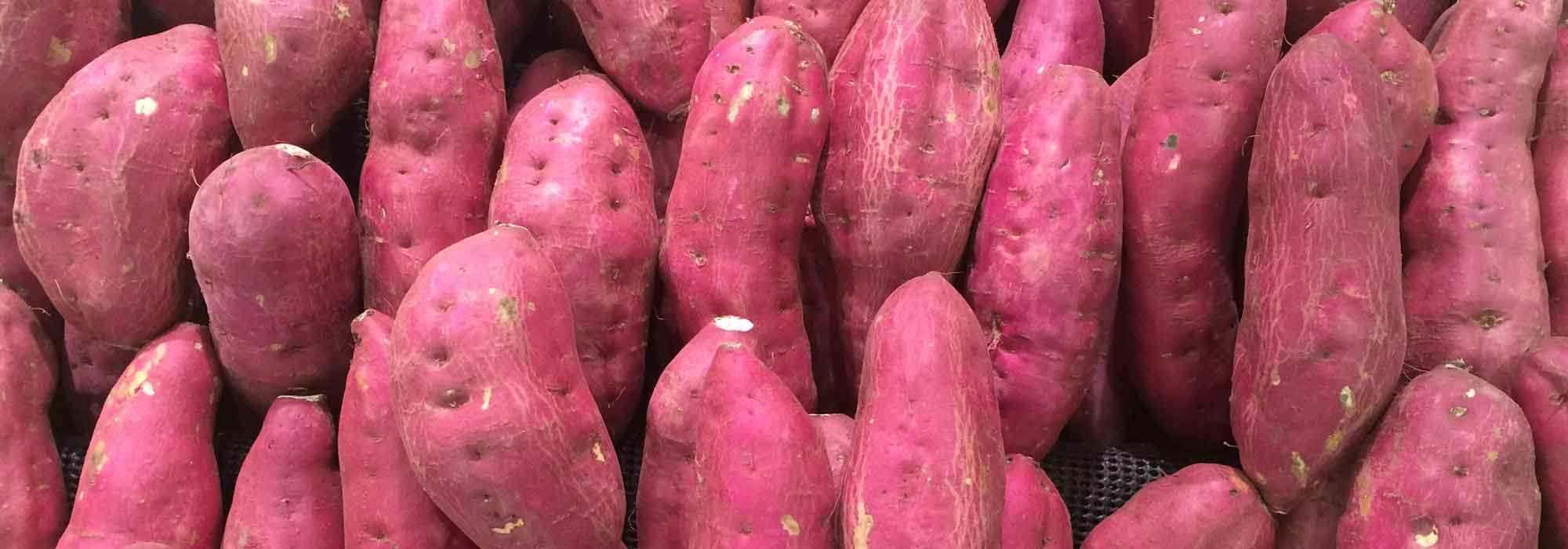 Lograr el cultivo de la Batata para obtener excelentes cosechas