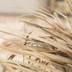 Sobrevivir a una sequía