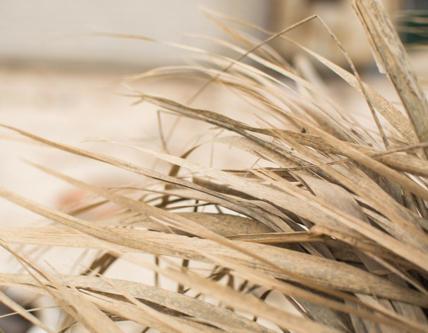 Sobrevivir a una sequía