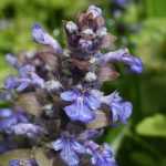 Consuelda media, Ajuga: plantar, cultivar y cuidar