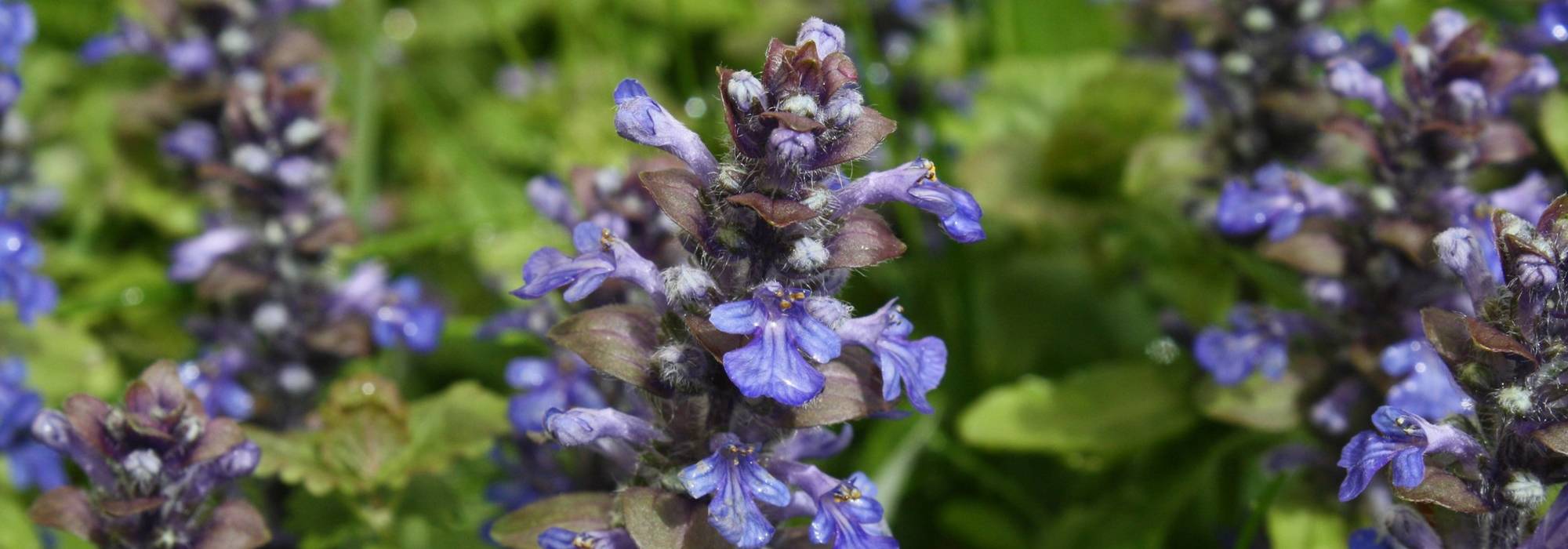 Consuelda media, Ajuga: plantar, cultivar y cuidar