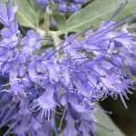 Caryopteris, Carióptera: plantar, podar, cuidar