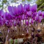 Cyclamen: plantar, cultivar y cuidar