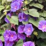 Ipomaceae: siembra, plantación, cultivo y cuidado