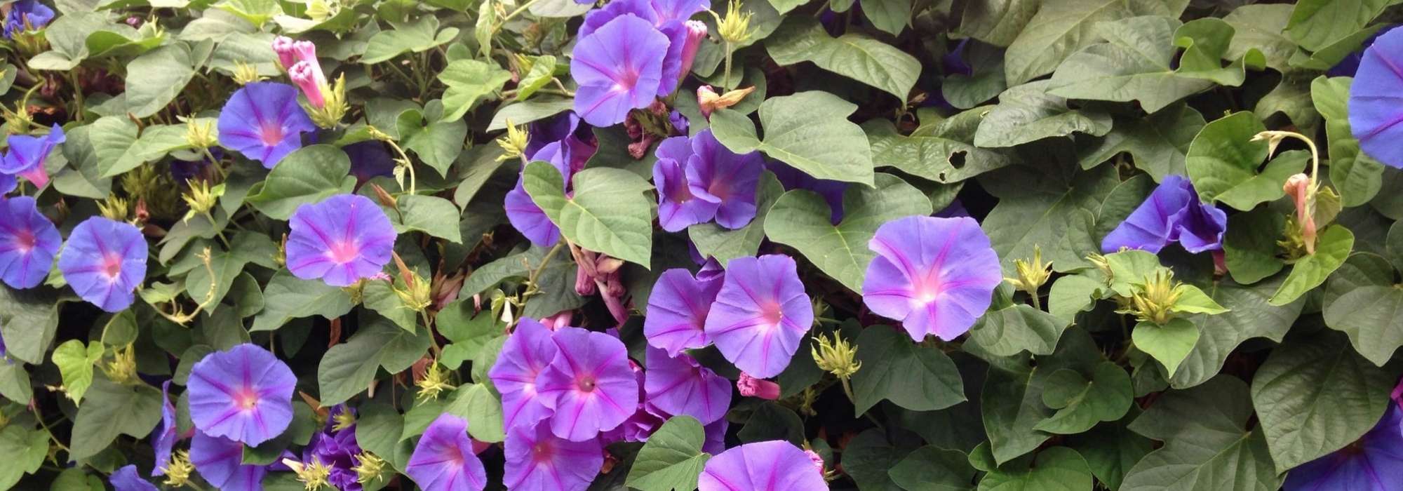 Ipomaceae: siembra, plantación, cultivo y cuidado