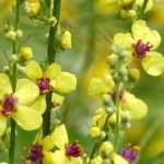 Verbascum, Gordolobo: plantar, cultivar y cuidar