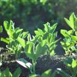 La haba: sembrar, cultivar, cosechar