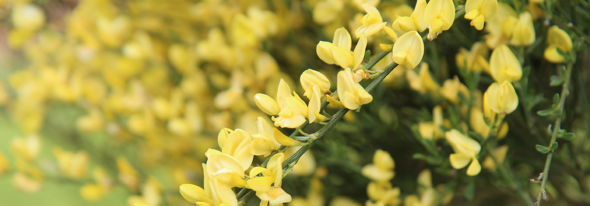 Genista Cytisus: Plantación, poda, mantenimiento
