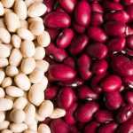 Judías: sembrar, cultivar, cosechar en el huerto