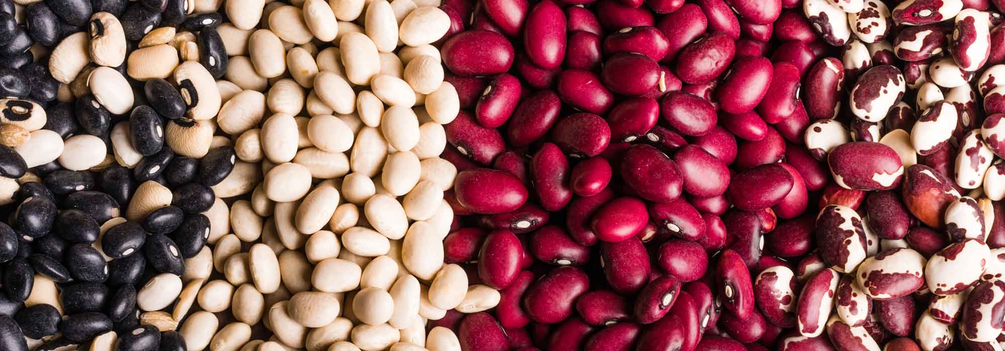 Judías: sembrar, cultivar, cosechar en el huerto